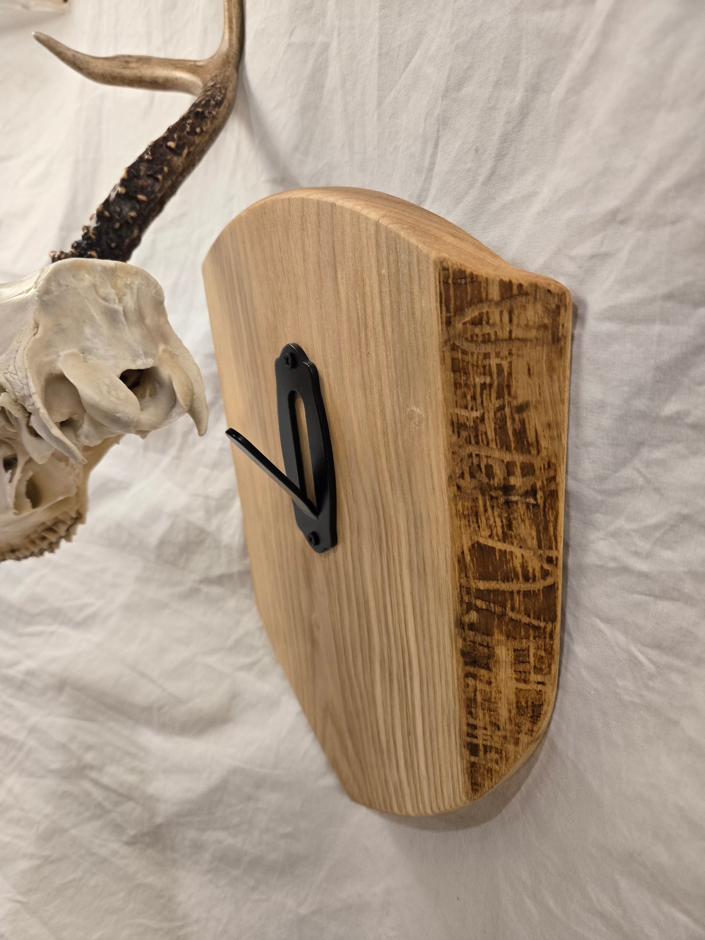 European Mount Shield Plaque - live-edge black ash